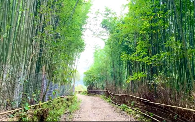 El bosque de bambú en Ta Phin. (Fotografía: Internet)