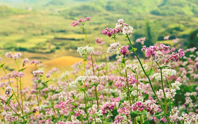 Flores de Alforfón en la meseta rocosa. (Fotografía: Tang Hong Quan)