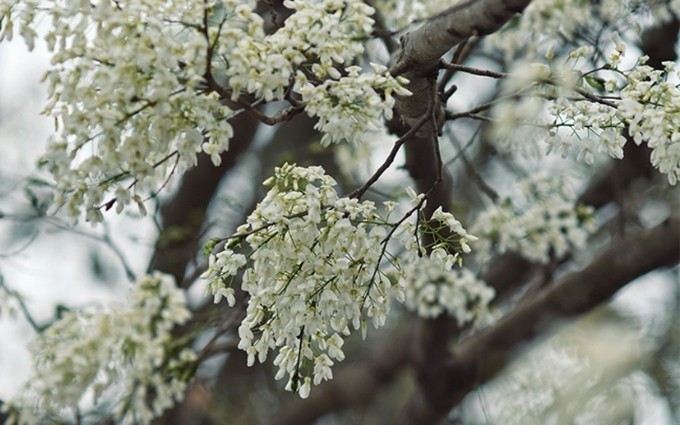 El espacio se vuelve tranquilo y pacífico por las flores blancas.