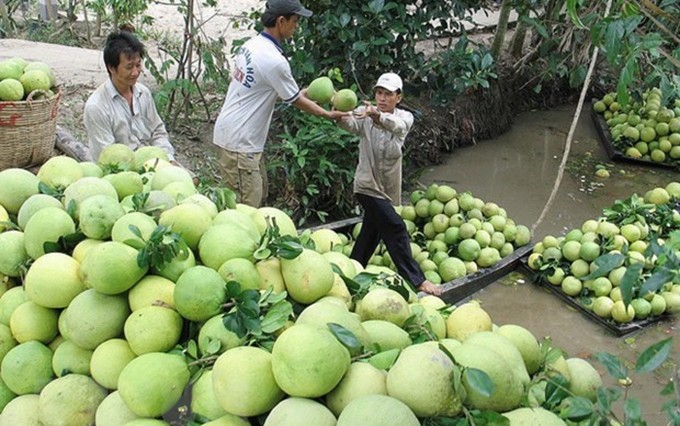 Agricultores vietnamitas cosechan pomelos. (Fotografía: VNA)
