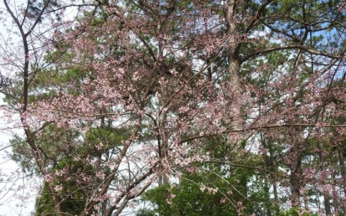  La belleza de las flores de cerezo en la meseta de Mang Den