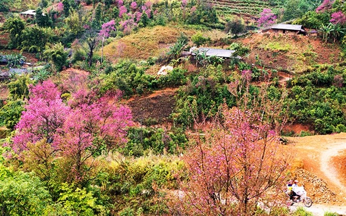 Flor de cerezo en Mu Cang Chai, en la norteña provincia vietnamita de Yen Bai. (Fotografía: Nhan Dan)