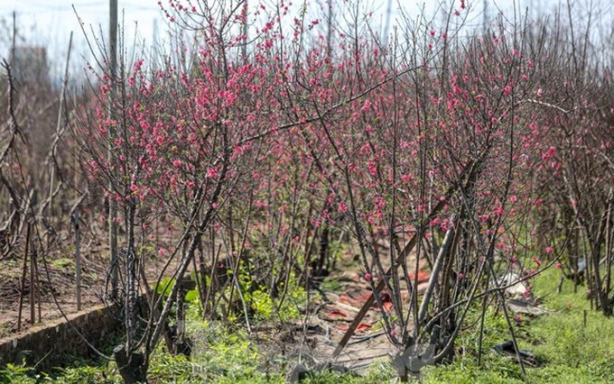 Las huertas de cerezo en Nhat Tan están por estos días colmadas de color rosado, junto a los cultivadores ocupados en la temporada del Tet.