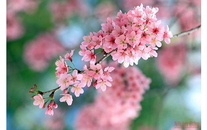 El reluciente color rosa purpurado, el de la primavera en Da Lat. (Fotografía: Nhan Dan)