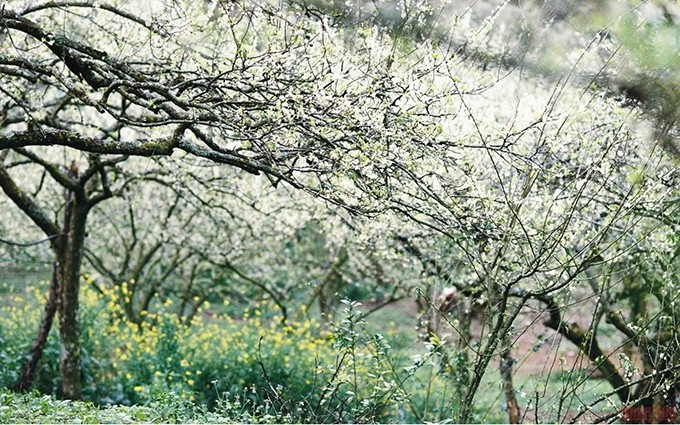 Seductora temporada de floración del ciruelo blanco en el valle de Mu Nau.