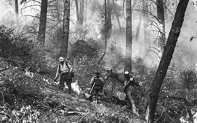 Los incendios forestales amenazan la vida de muchas especies de animales y plantas.