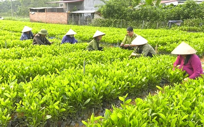 Agricultores  en el el distrito de Tan Son (Phu Tho) cuidan plántulas para la plantacion de bosques.