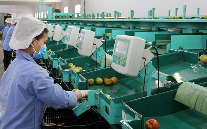 Operación del sistema de clasificadoras de frutas y verduras en la Empresa de Phong Thuy, en el distrito de Duc Trong, provincia de Lam Dong (Foto: Mai Van Bao)