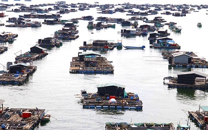 El cultivo de mariscos en Kien Giang.