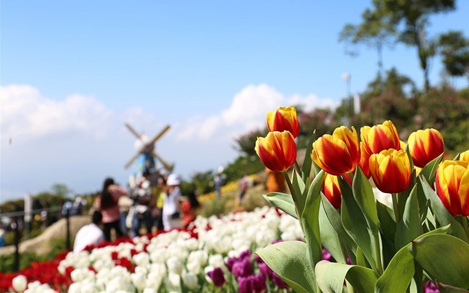 Junto con los sitios espirituales en Ba Den, la colina de los tulipanes es uno de los nuevos y atractivos productos turísticos de Tay Ninh este año. (Fotografía: Nhan Dan)