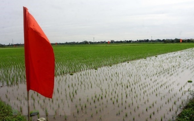 El campo de arroz de la comuna de Lien Hoa, provincia de Thai Binh (Fuente:VNA)