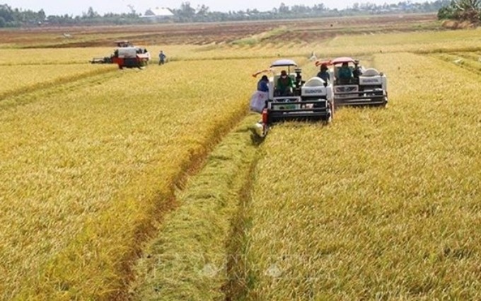  La provincia survietnamita de Kien Giang se empeña en respaldar a los agricultores en el desarrollo de 20 vastos campos de cultivo (Fuente: https://nongnghiep.vn/)