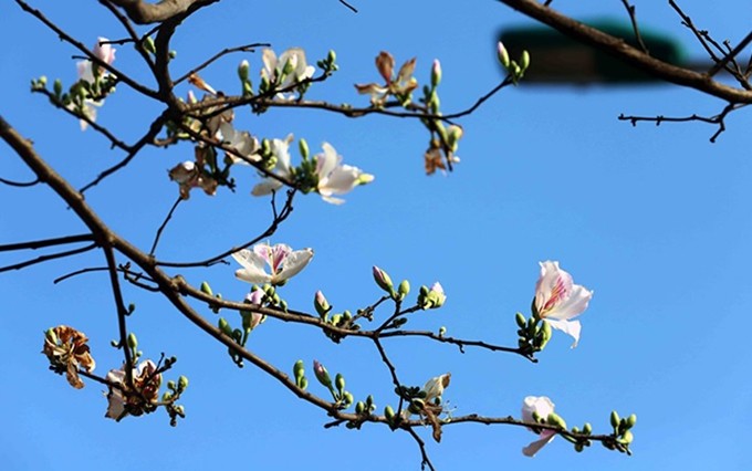  Las flores de bauhinia muestran su belleza. (Fotografía: VNA)