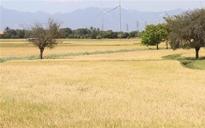 Paisajes en Ninh Thuan. (Fotografía: VNA)