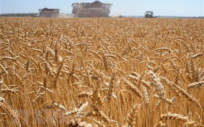Un campo de trigo en Karpenkovo, Rusia. (Foto: AFP/VNA)