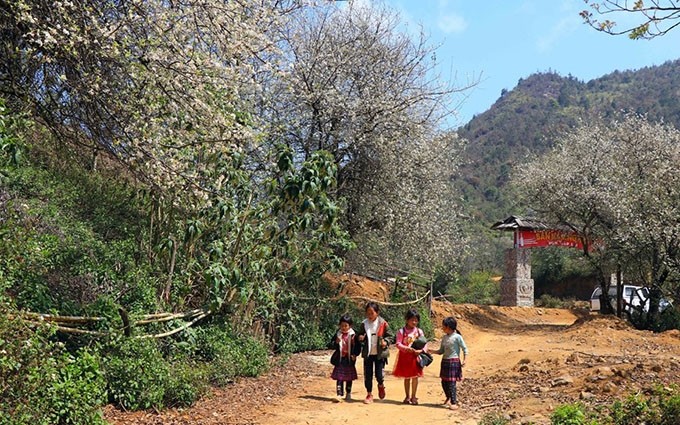 Camino hacia la escuela de los niños en la comuna de Ngoc Chien, de la provincia montañosa de Son La, se tiñe con el color blanco de las flores Son Tra. (Fotografía: VNA)