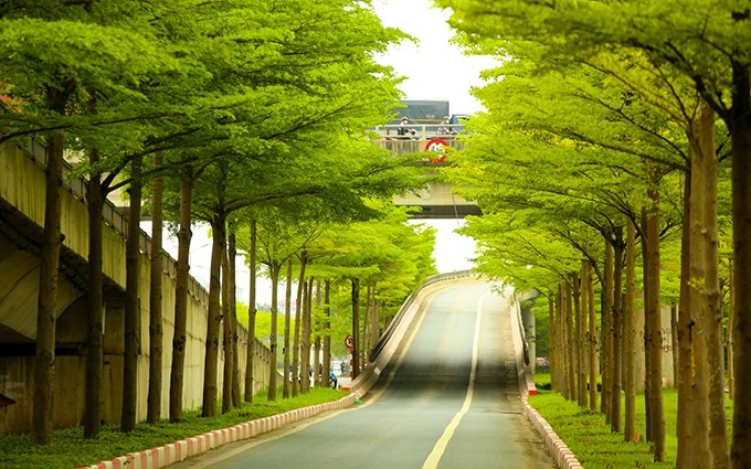 El intenso verdor de los almendros en las calles de Hanói. (Fotografía: toquoc.vn)