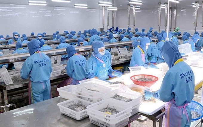 El camarón es uno de los principales productos exportables de la industria pesquera vietnamita a Europa (Foto: Tuan Tran)