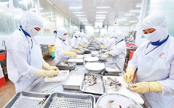 Procesamiento de productos acuáticos para exportación en la compañía Cafatex, en la provincia de Hau Giang. (Fotografía: Nhan Dan)