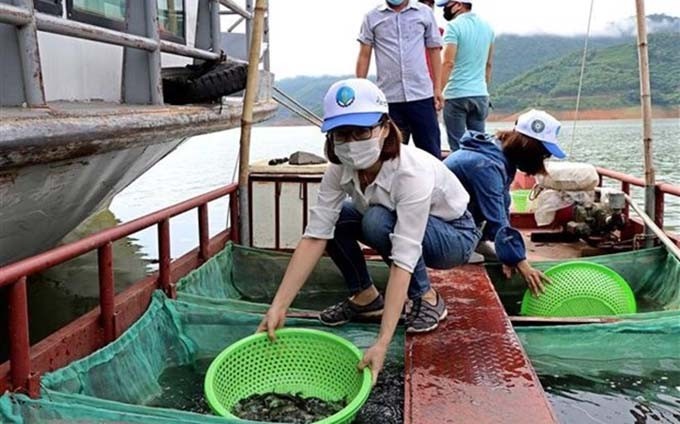 Liberan a peces en el lago Hoa Binh. (Fotografía: VNA)