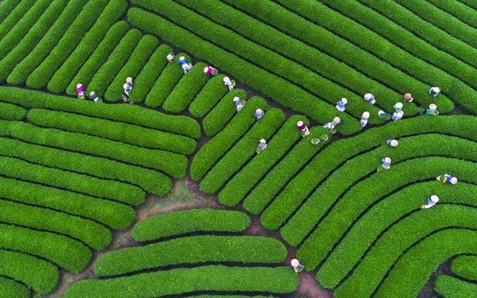 Moc Chau enamora a quienes lo contemplen. (Fotografía: anninhthudo.vn)