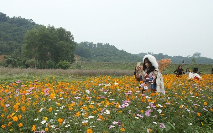 El valle de flores de Phu Quy, un bonito destino turístico de Nghe An. (Fotografía: Hai Binh)