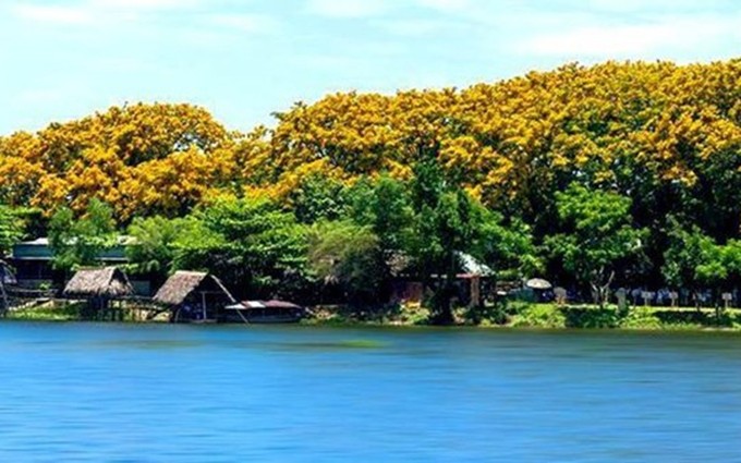 Flores de ‘sua’ en Quang Nam. (Fotografía: quangnam.gov.vn)