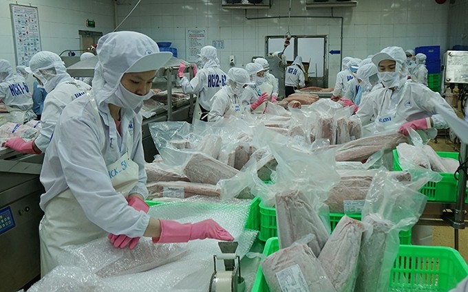 Procesamiento de atún para exportar en la empresa acuícola de Binh Dinh, en la homónima provincia sureña vietnamita. (Fotografía: Nhan Dan)