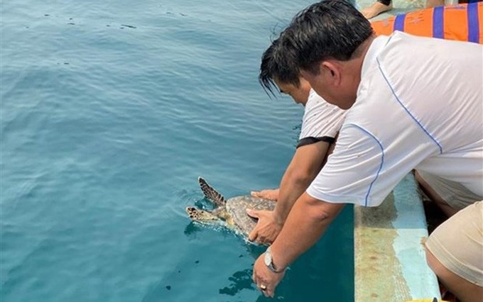 Liberan al mar ejemplar de tortuga carey en Libro Rojo de Vietnam. (Fotografía: VNA)