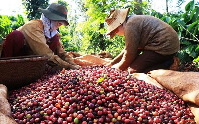 Argelia se muestra interesado en comprar productos agrícolas potenciales de Vietnam, como el café. (Fotografía: dangcongsan.vn)
