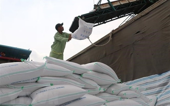 Aumentan las exportaciones de arroz vietnamita a la Unión Europea gracias al EVFTA. (Fotografía: VNA)