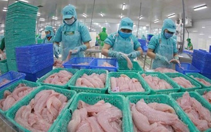 Exportaciones de pescado Tra de Vietnam aumentan de enero a mayo