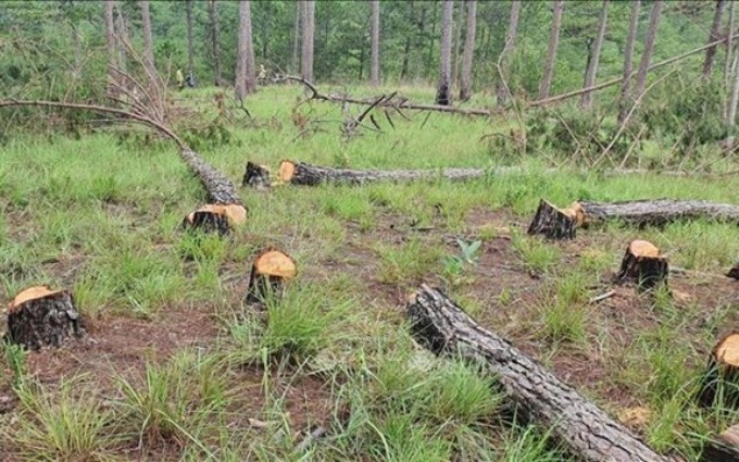  Una deforestación ilegal en la provincia de Lam Dong, Vietnam (Foto: VNA)