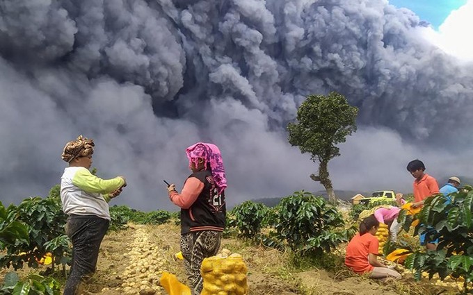 Los ciudadanos indonesios cosechan papas mientras el monte Sinabung arroja cenizas, 10 de agosto de 2020. (Foto: Antara)