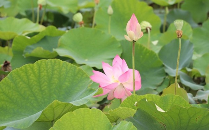 Temporada de floración de loto en provincia de Ninh Binh. (Fotografía: VNA)