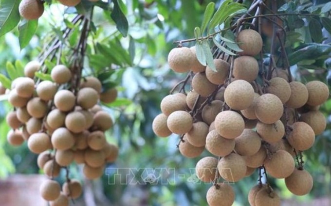 Vietnam agiliza trámites para exportación de longan a Japón