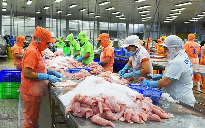 Vietnam disfruta de un aumento fuerte de exportaciones del pescado Tra. (Fotografía: VNA)
