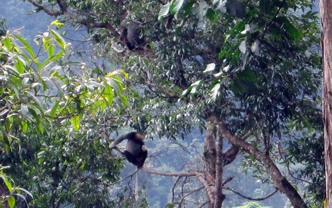 Monos salvajes en el Parque Nacional Chu Mom Ray. (Fotografía: thanhnien.vn)