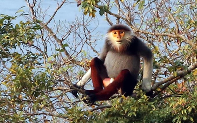 Sesiona en Vietnam seminario sobre protección de precioso primate