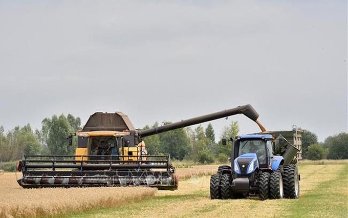 Cosecha de grano en un campo de trigo en Mala Divytsa, Ucrania. (Fotografía: AFP/ VNA) 