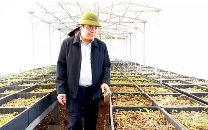 El presidente del Comité Popular de la provincia de Quang Nam, Phan Viet Cuong, examina la calidad del ginseng cultivado en la estación de Medicina de Tra Linh. (Fotografía: baodantoc.vn)