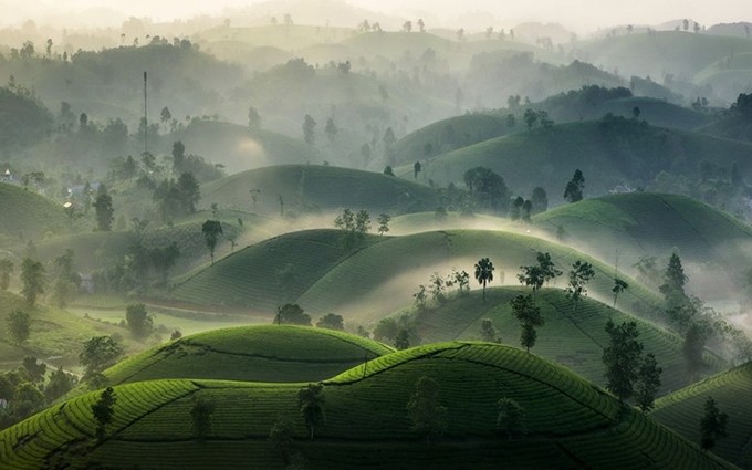 Las colinas de té de Long Coc se encuentran en el distrito de Tan Son, provincia de Phu Tho, a unos 125 kilómetros de Hanói y 70 de la zona céntrica de la ciudad de Viet Tri. El "oasis del té" hace que Long Coc sea conocida como la "Bahía de Ha Long” en la meseta. (Fotografía: VNA)