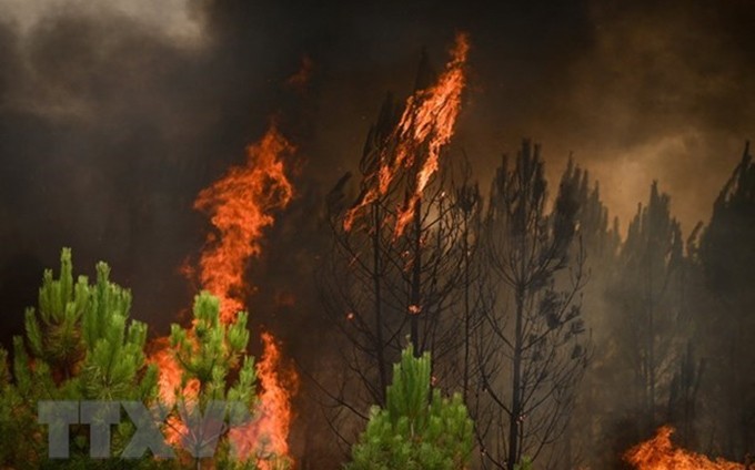 Incendios forestales en Francia. (Fotografía: AFP/VNA) 