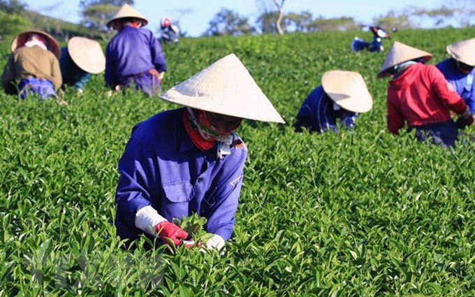 Exportación de té de Vietnam alcanzaría 145 mil toneladas en 2018