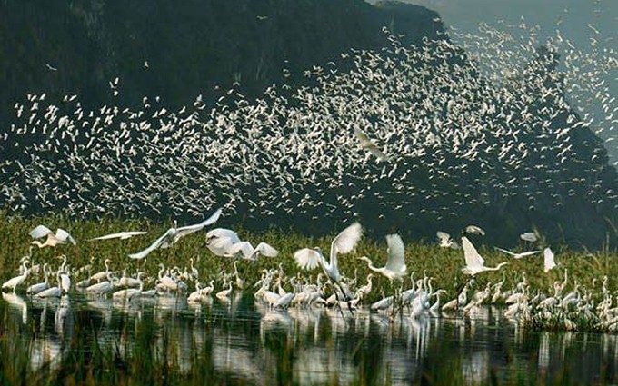 En otoño, cuando las aves emigran a Van Long, el área parece una maravillosa pintura natural. (Fotografía: tienphong.vn)