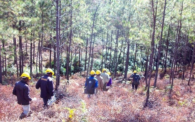 Vietnam busca aumentar la cobertura del bosque en la región de Altiplano Central