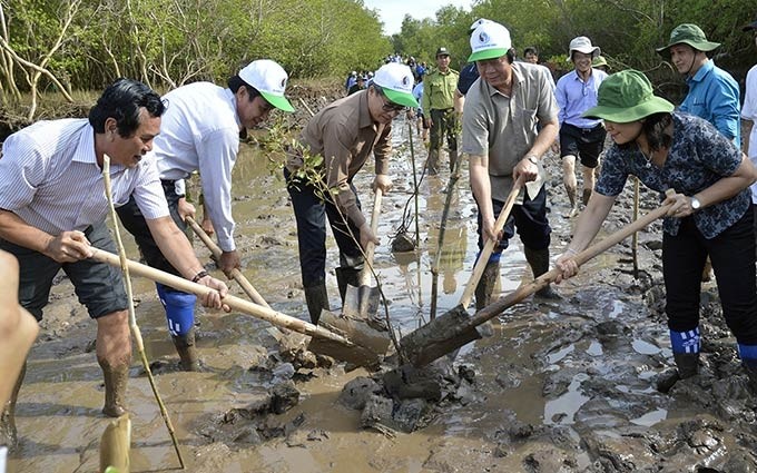 Bac Lieu impulsa la plantación de bosques protectores en la zona costera