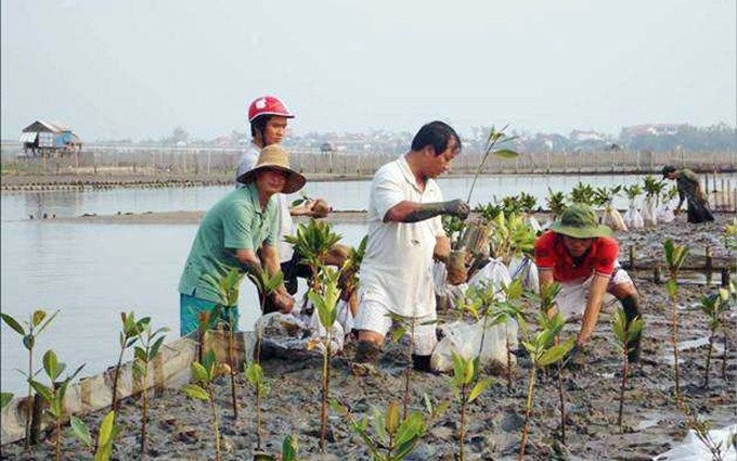 Los pobladores en la provincia de Thua Thien - Hue plantan manglares a lo largo de la laguna Tam Giang – Cau Hai. (Fotografía: Hoai Thuong)