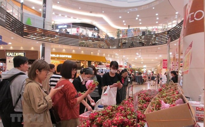 La pitahaya de Vietnam atrae gran atención de consumidores japoneses. (Fotografía: VNA)
