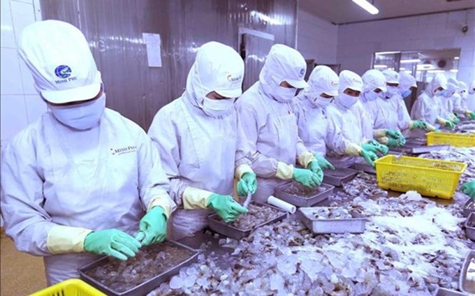 La producción de camarón en Vietnam. (Fotografía: VNA)